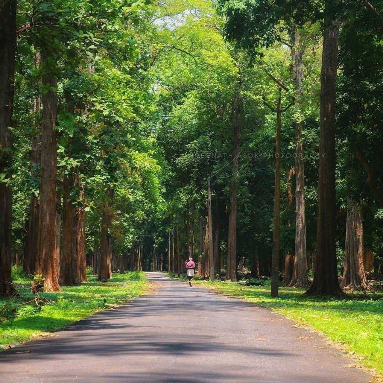 Nedumkayam Rainforest Kerala - Biodiversity hotspot and trekking near Kakkadampoyil